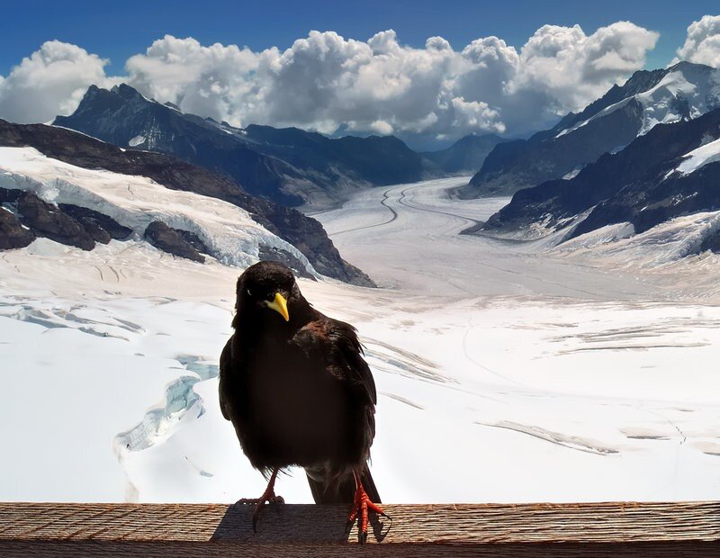 bird on snowy mountain