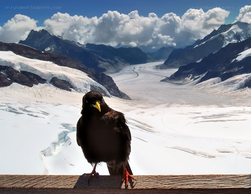 bird on snowy mountain