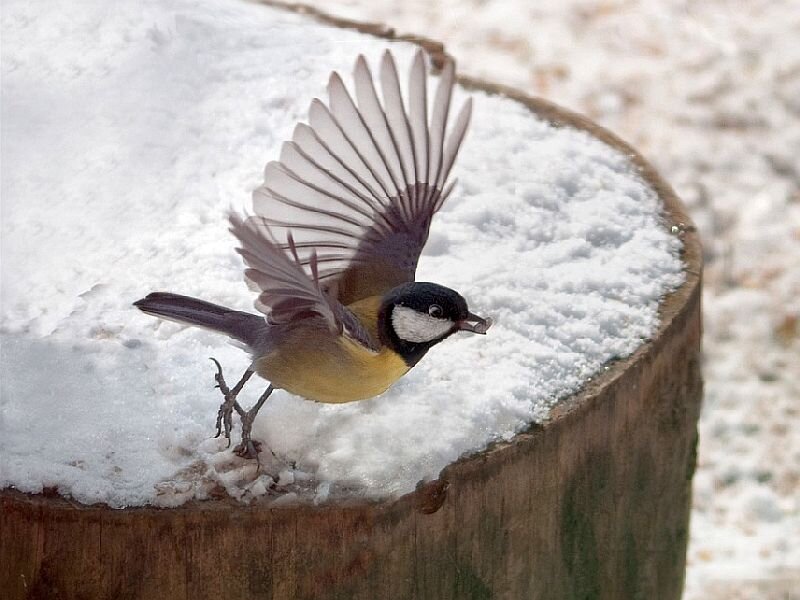 Bird on Snowy Stump
