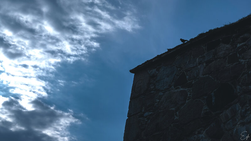 Bird on Stone Wall