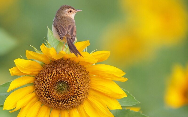 Bird on Sunflower