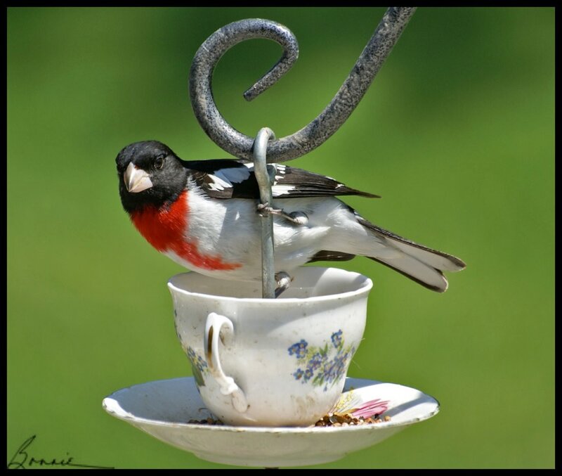 Bird on Teacup Feeder