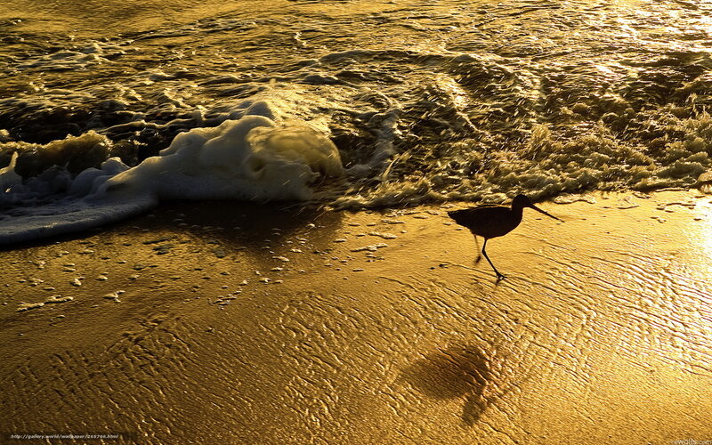Bird on the beach at sunset