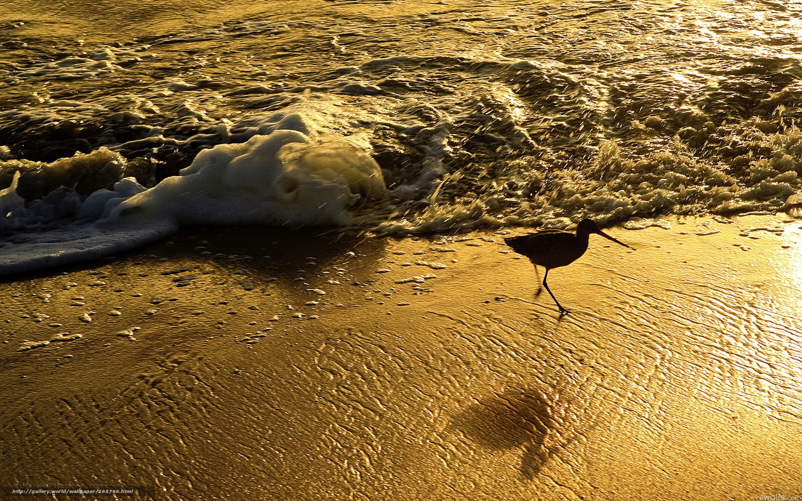 Bird on the beach at sunset