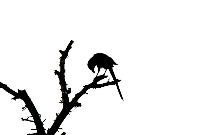 Bird on Thorny Branch — Black