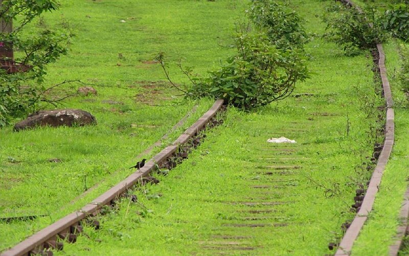 Bird on Train Tracks