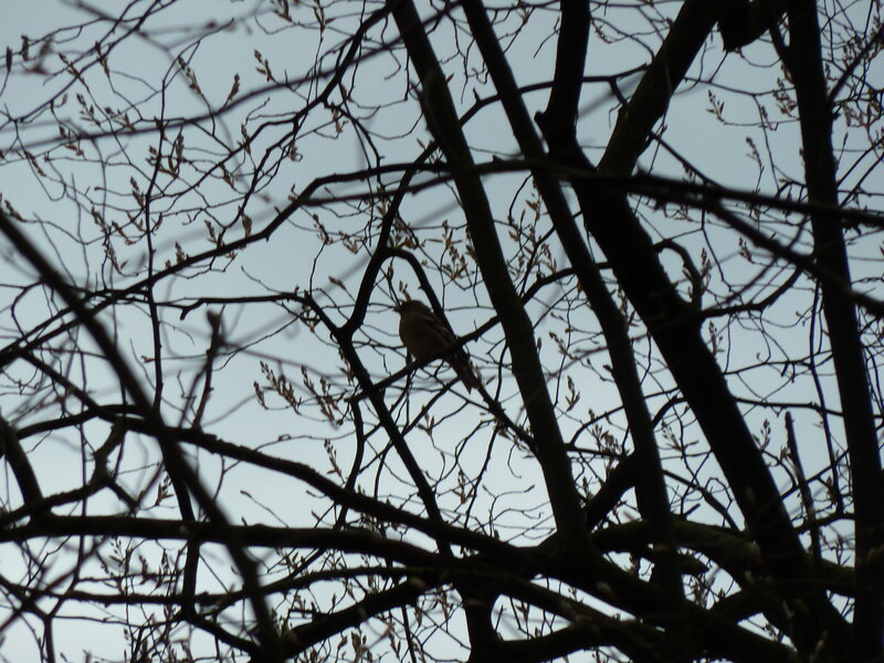 Bird on Tree Branch — Black, Calm