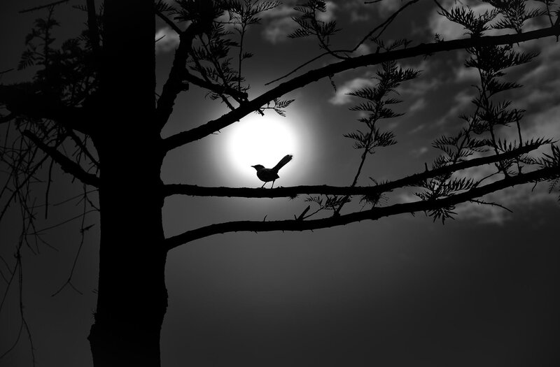Bird on Tree Branch — Black, Dramatic, Sunset