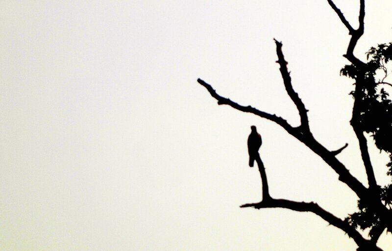 Bird on Tree Branch — Black, Serene
