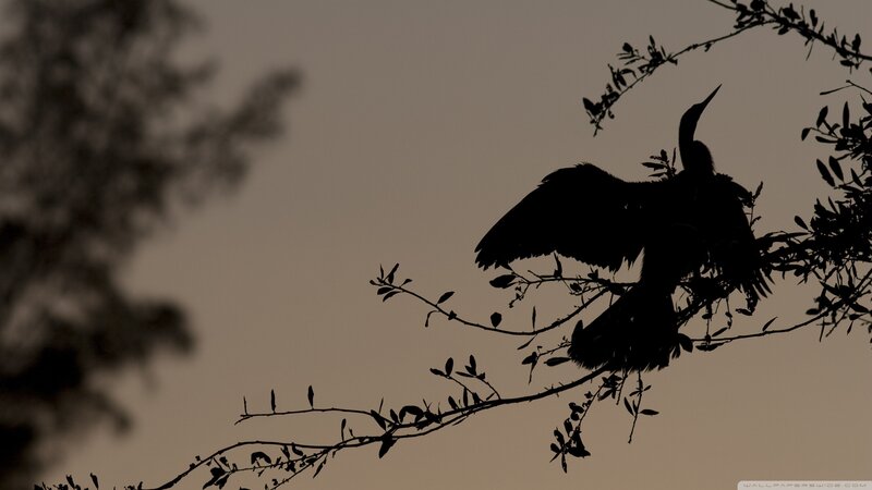 Bird on Tree Branch — Black, Silhouetted