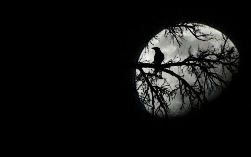 Bird on Tree Branch — Black