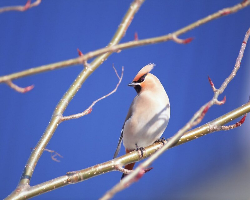 Bird on Tree Branch — Blue, Calm