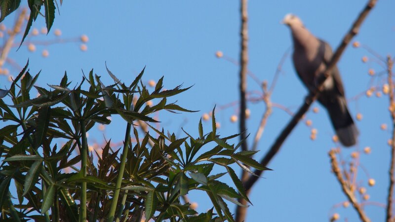 Bird on Tree Branch — Blue, Serene, Afternoon