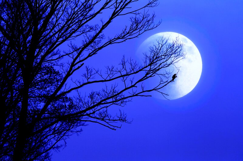 Bird on Tree Branch — Blue, Serene, Night