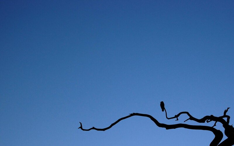 Bird on Tree Branch — Blue, Serene, Sunset, Photograph