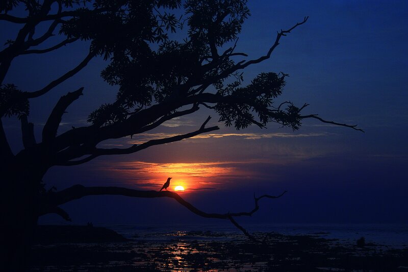 Bird on Tree Branch — Blue, Serene, Sunset