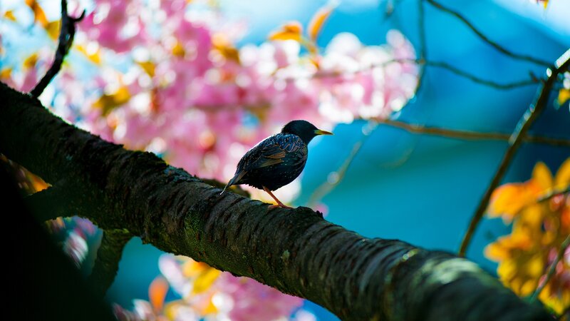 Bird on Tree Branch — Blue, Serene