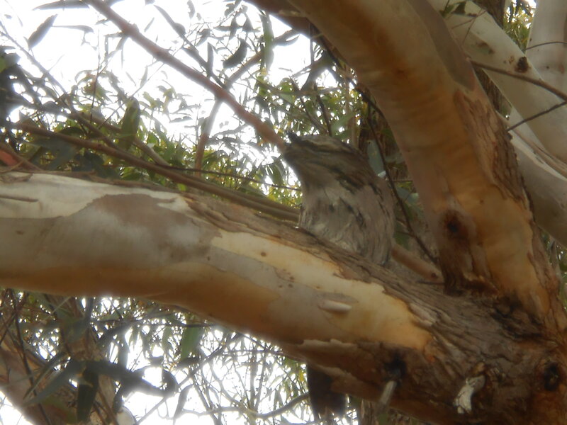 Bird on Tree Branch — Brown