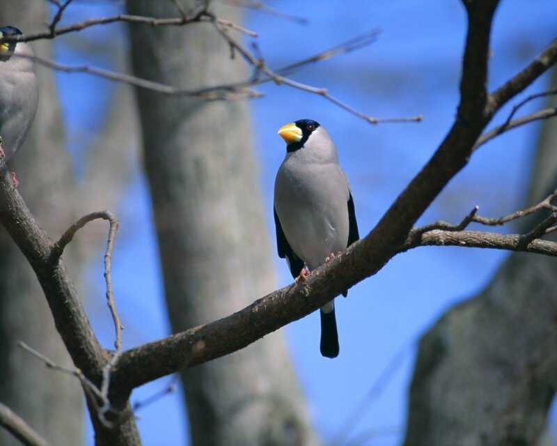 Bird on Tree Branch — Gray
