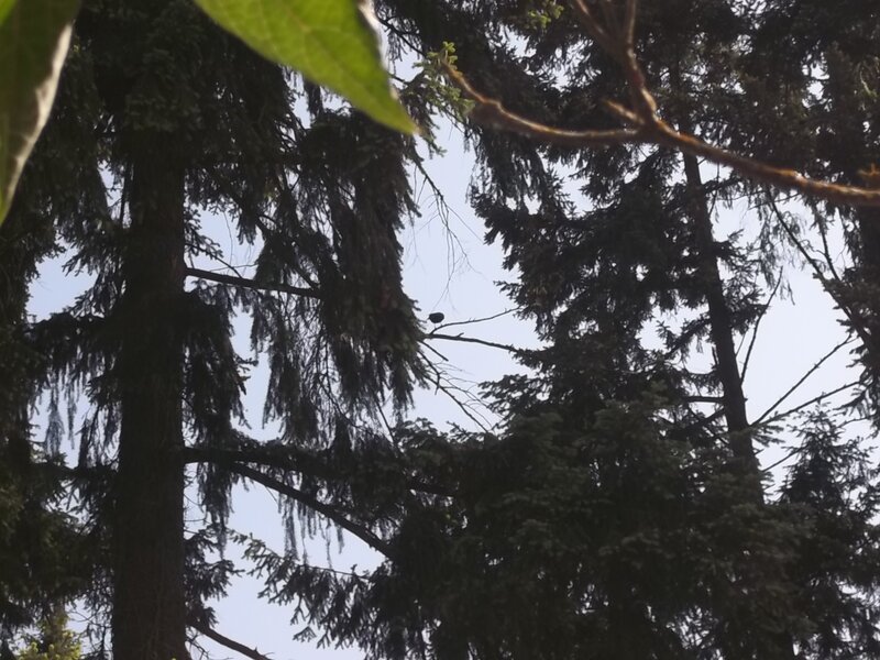 Bird on Tree Branch — Green, Calm, Morning
