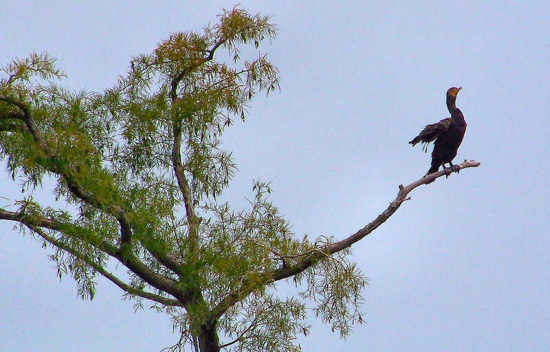 Bird on Tree Branch — Green, Calm