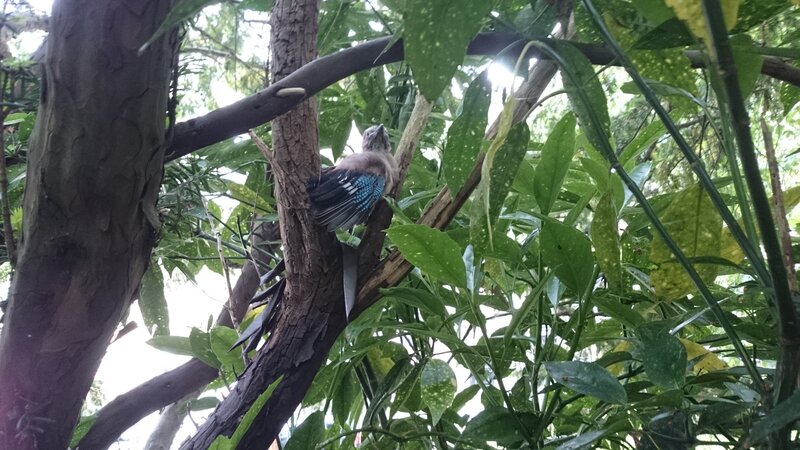 Bird on Tree Branch — Green, Natural, Afternoon
