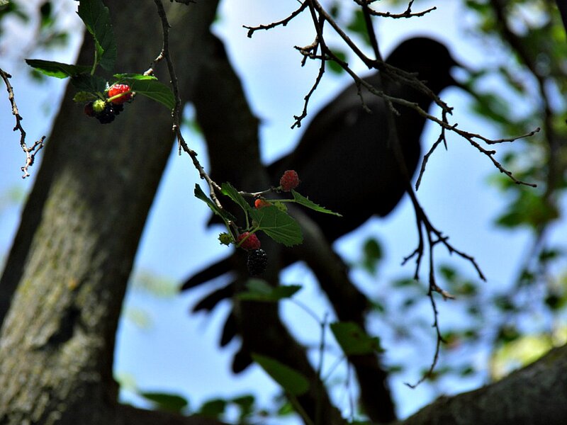 Bird on Tree Branch — Green, Natural