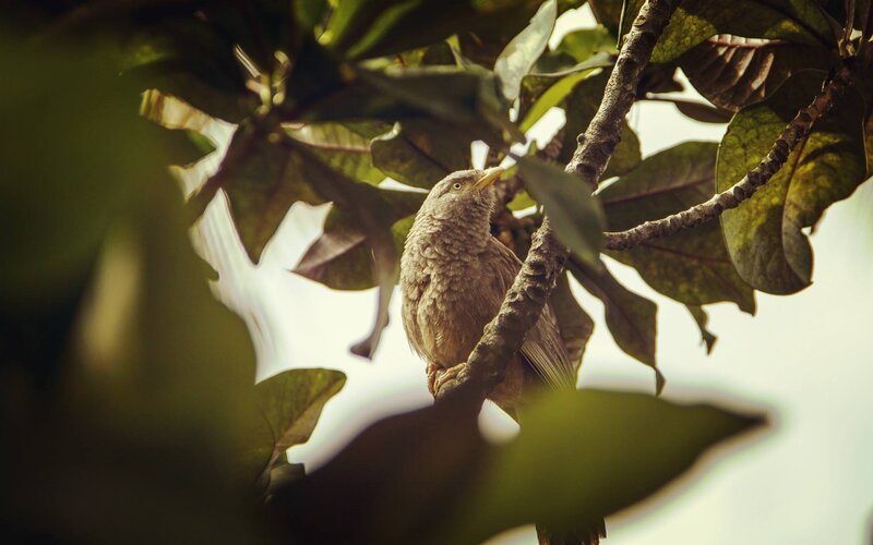 Bird on Tree Branch — Green, Serene, Morning