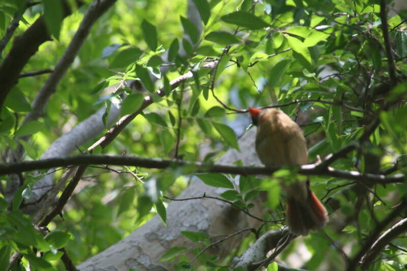 Bird on Tree Branch — Green