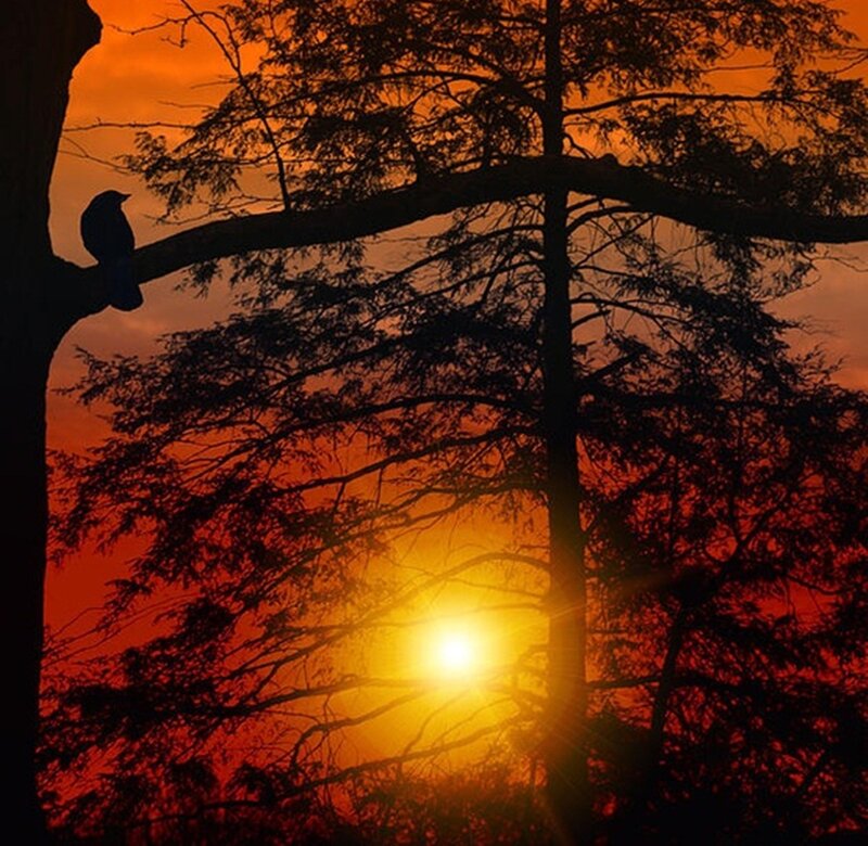 Bird on Tree Branch — Orange, Dramatic, Sunset