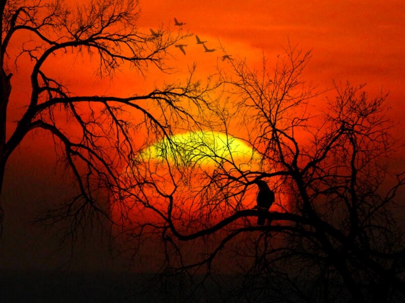 Bird on Tree Branch — Orange, Dramatic