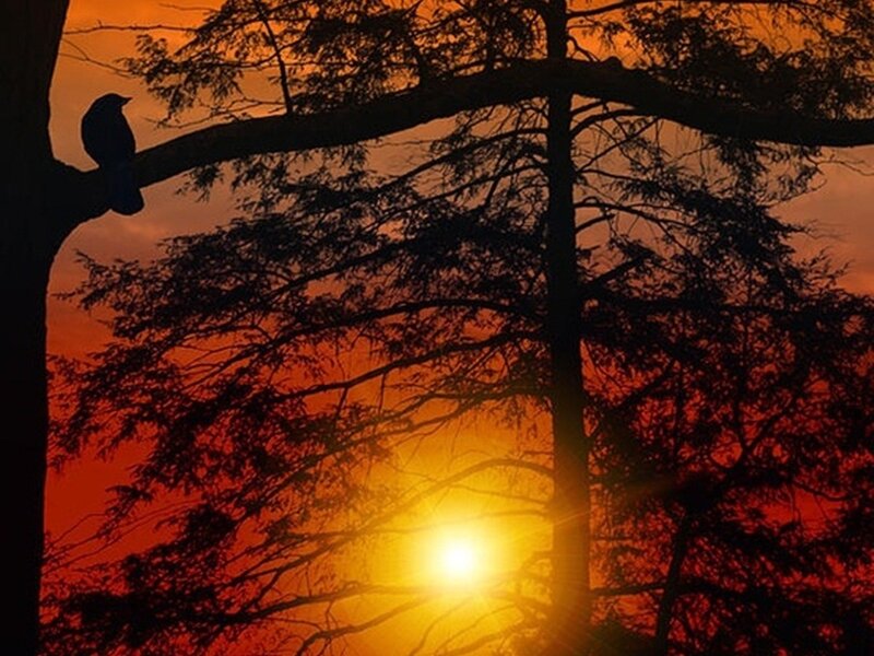 Bird on Tree Branch — Orange, Serene