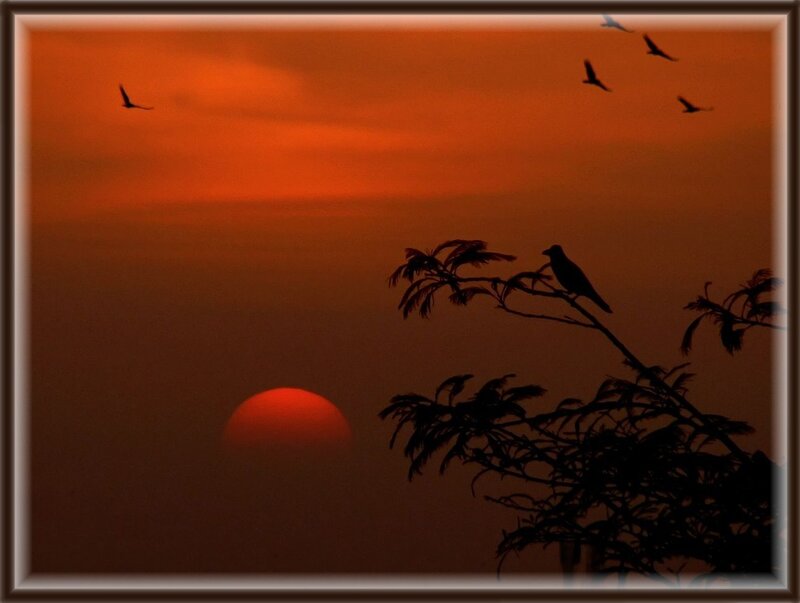 Bird on Tree Branch — Orange