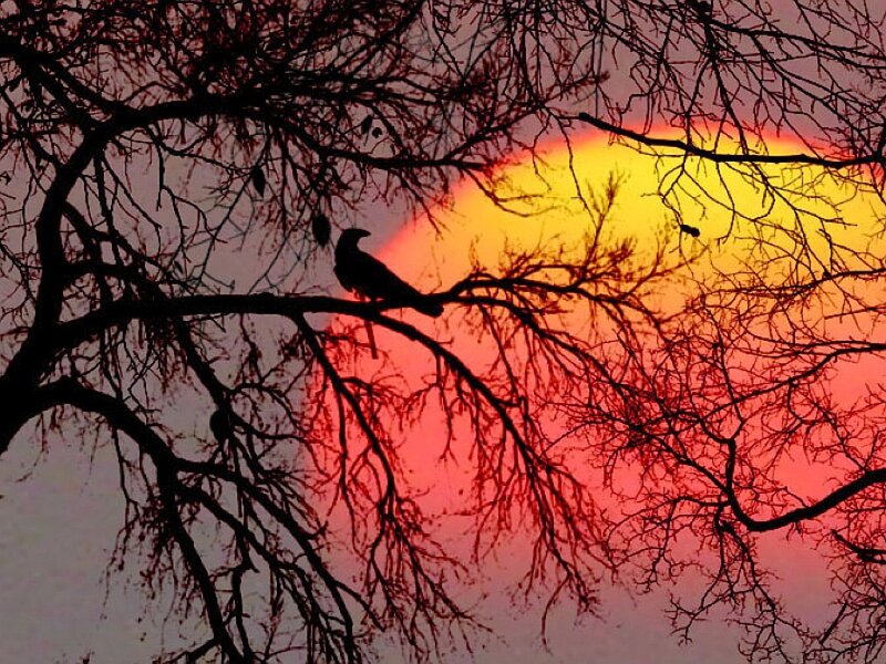 Bird on Tree Branch — Red, Dramatic