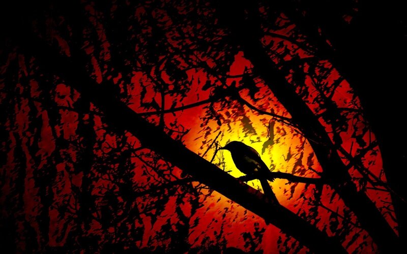 Bird on Tree Branch — Red