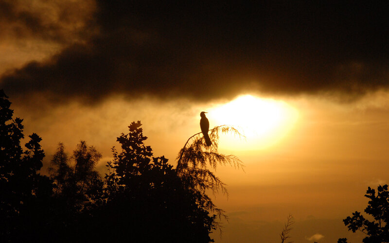 Bird on Tree Branch