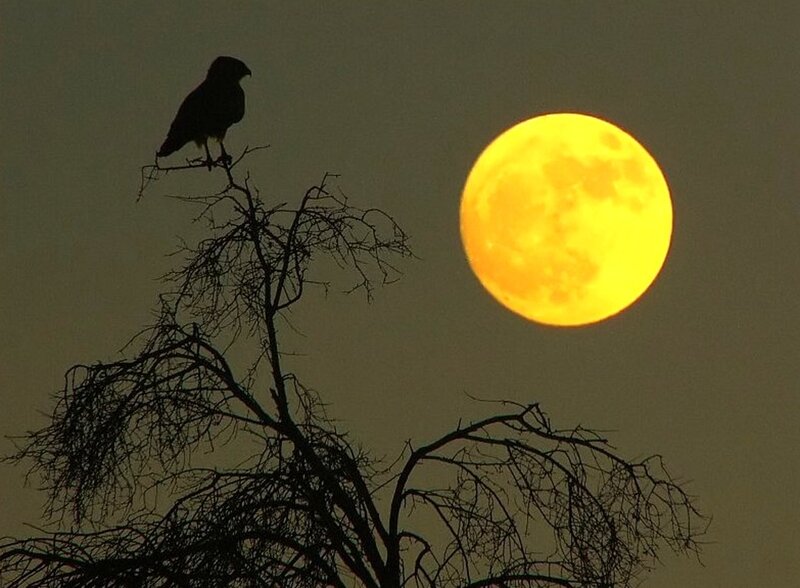 Bird on Tree Branch — Yellow