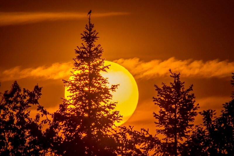 Bird on Tree Silhouette — Orange