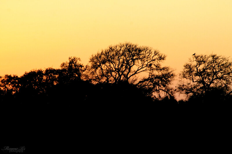 Bird on Tree Silhouette — Yellow