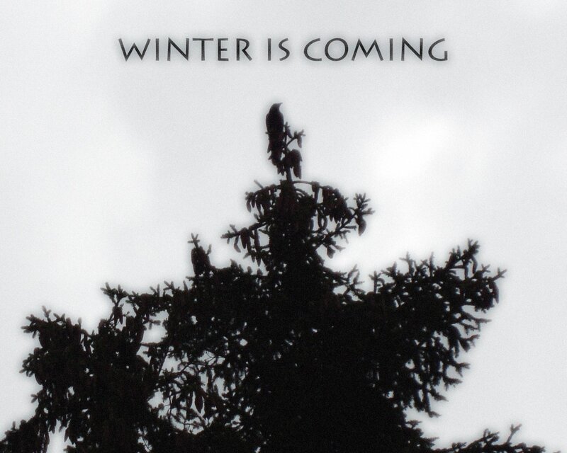 Bird on Tree Top — Black