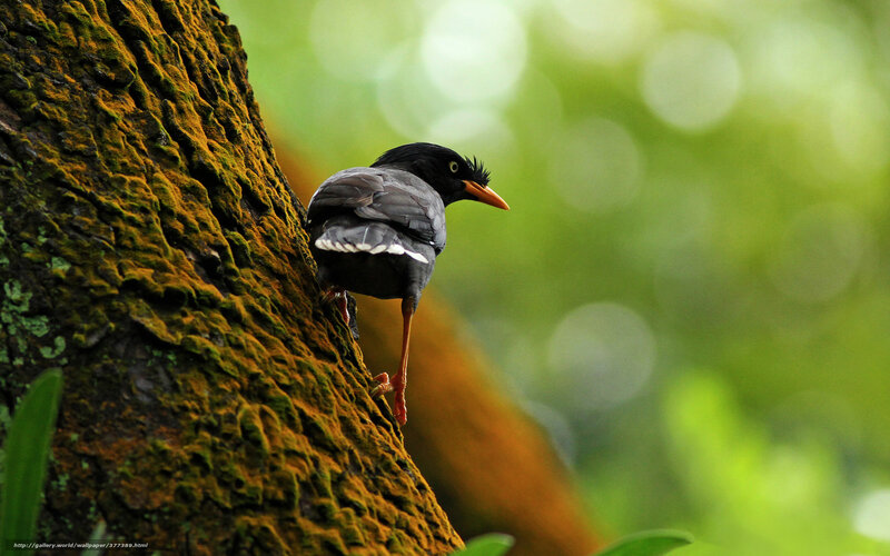 Bird on Tree Trunk — Green