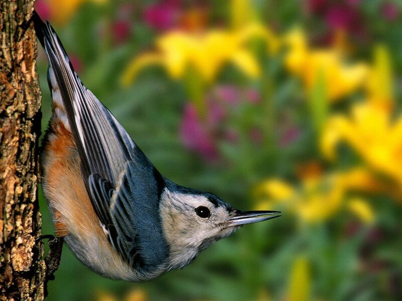 Bird on Tree Trunk — Yellow