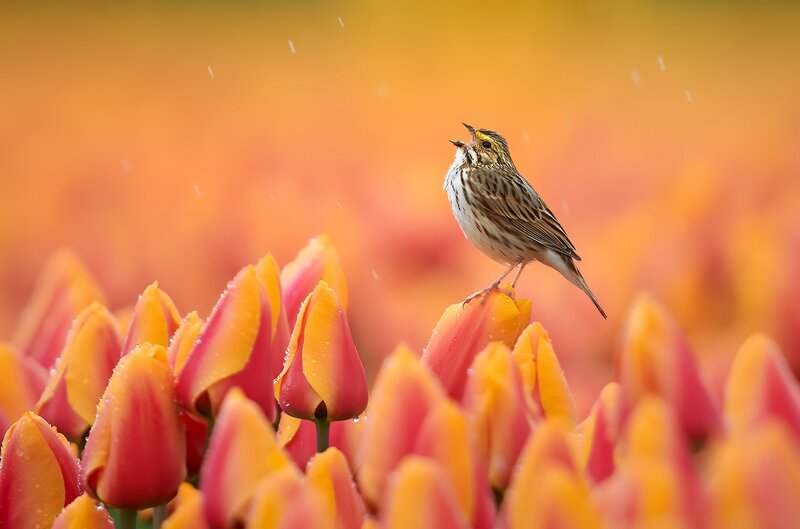 Bird on Tulip Flower