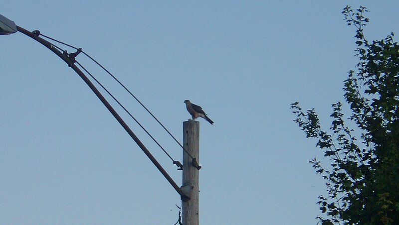Bird on Utility Pole — Blue, Calm
