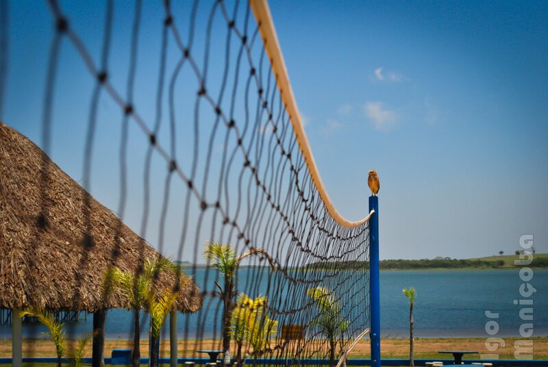 Bird on volleyball net by lake