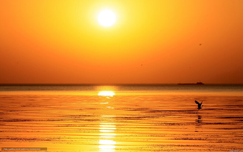 Bird on Wet Beach