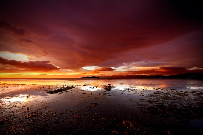 Bird on Wetland — Purple, Dramatic