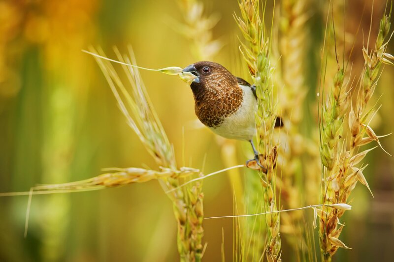 Bird on Wheat Stalk