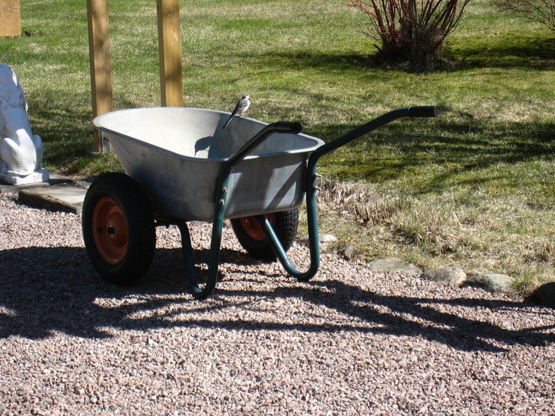 Bird on Wheelbarrow
