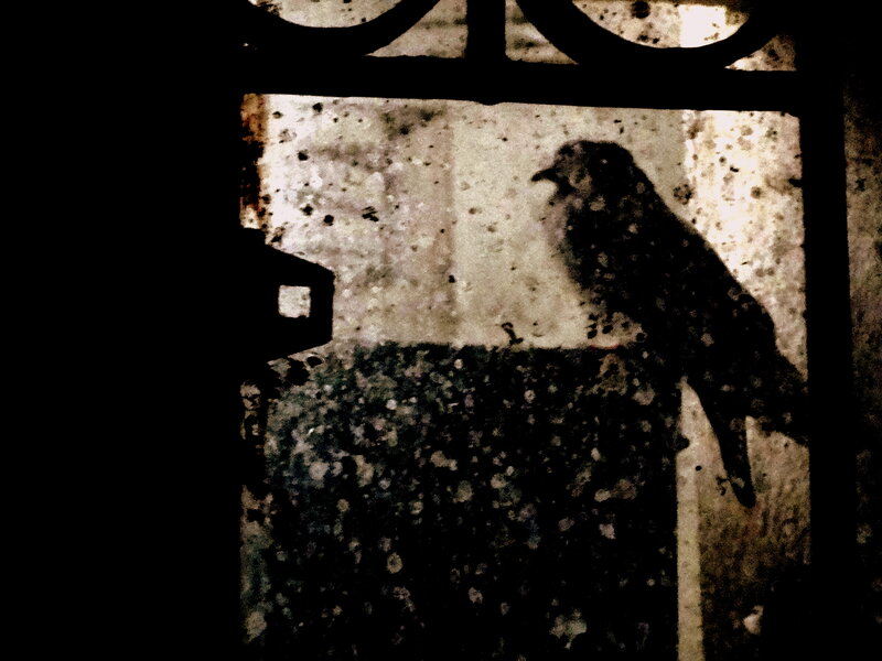 Bird on Window